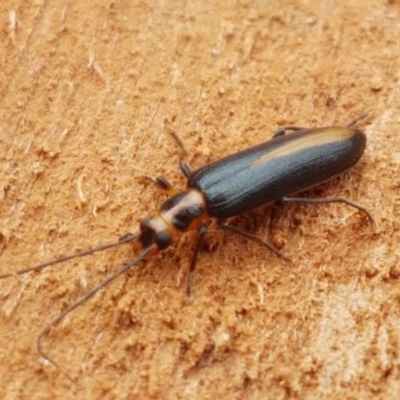 Copidita sp. (genus) (Oedemerid beetle) at Cotter River, ACT - 23 Feb 2021 by trevorpreston