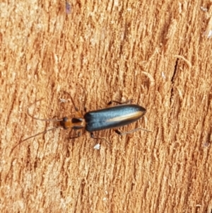 Copidita sp. (genus) at Cotter River, ACT - 23 Feb 2021