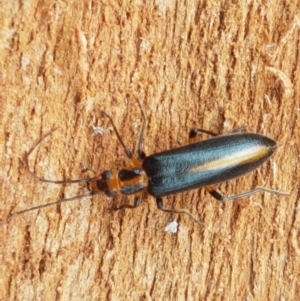 Copidita sp. (genus) at Cotter River, ACT - 23 Feb 2021