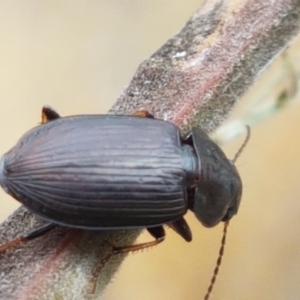 Harpalini sp. (tribe) at Corin Reservoir - 23 Feb 2021 11:05 AM