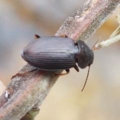 Harpalini sp. (tribe) at Corin Reservoir - 23 Feb 2021