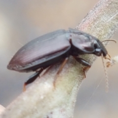 Harpalini sp. (tribe) at Corin Reservoir - 23 Feb 2021