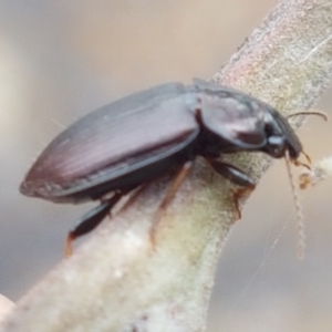 Harpalini sp. (tribe) at Corin Reservoir - 23 Feb 2021 11:05 AM