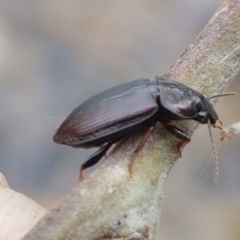 Harpalini sp. (tribe) at Corin Reservoir - 23 Feb 2021 11:05 AM