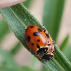 Hippodamia variegata at Namadgi National Park - 23 Feb 2021