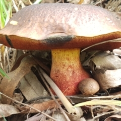 Boletus sp. at Cotter River, ACT - 22 Feb 2021 by tpreston