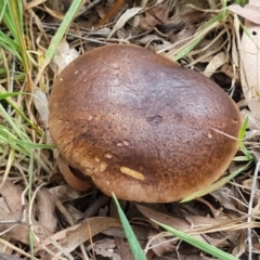 Boletus sp. at Cotter River, ACT - 23 Feb 2021