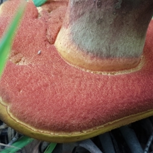 Boletus sp. at Cotter River, ACT - 23 Feb 2021