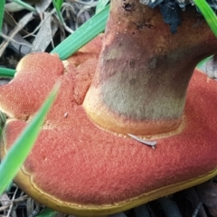 Boletus sp. at Cotter River, ACT - 23 Feb 2021