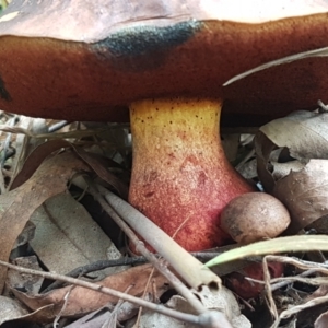 Boletus sp. at Cotter River, ACT - 23 Feb 2021 10:59 AM