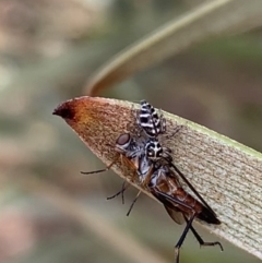 Unidentified Spider (Araneae) at Murrumbateman, NSW - 23 Feb 2021 by SimoneC