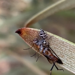 Unidentified Spider at Murrumbateman, NSW - 23 Feb 2021 by SimoneC