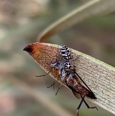 Unidentified Spider (Araneae) at Murrumbateman, NSW - 23 Feb 2021 by SimoneC