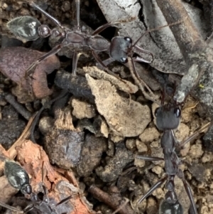 Myrmecia pyriformis at Murrumbateman, NSW - 23 Feb 2021 04:37 PM