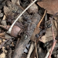 Myrmecia pyriformis at Murrumbateman, NSW - 23 Feb 2021 04:37 PM
