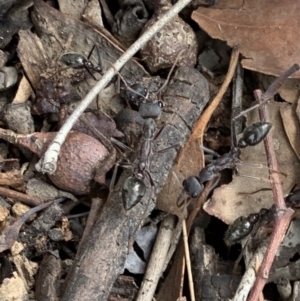 Myrmecia pyriformis at Murrumbateman, NSW - 23 Feb 2021 04:37 PM