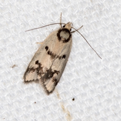 Compsotropha selenias (A Concealer moth) at Melba, ACT - 9 Feb 2021 by Bron