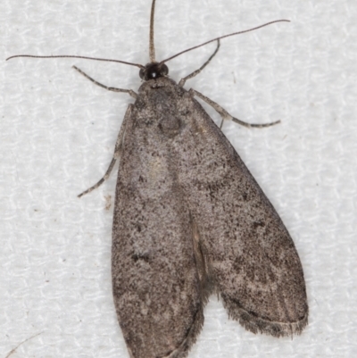 Heteromicta pachytera (Galleriinae subfamily moth) at Melba, ACT - 9 Feb 2021 by Bron