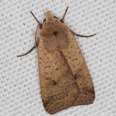Diarsia intermixta (Chevron Cutworm, Orange Peel Moth.) at Melba, ACT - 9 Feb 2021 by Bron