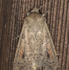 Mythimna (Pseudaletia) convecta (Common Armyworm) at Melba, ACT - 9 Feb 2021 by Bron