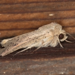 Mythimna (Pseudaletia) convecta at Melba, ACT - 9 Feb 2021