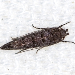 Trachydora capnopa (A Cosmet moth) at Melba, ACT - 9 Feb 2021 by Bron