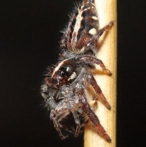 Sandalodes scopifer at Acton, ACT - 21 Feb 2021 11:51 AM