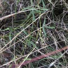 Grona varians (Slender Tick-Trefoil) at Hughes, ACT - 23 Feb 2021 by ruthkerruish