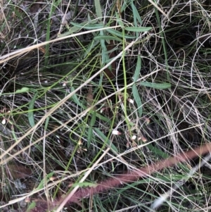 Grona varians at Hughes, ACT - 23 Feb 2021 05:33 PM