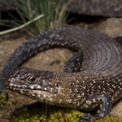 Egernia cunninghami (Cunningham's Skink) at Denman Prospect, ACT - 7 Feb 2021 by BrianLR