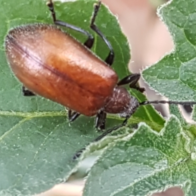 Ecnolagria grandis (Honeybrown beetle) at Lyneham, ACT - 24 Feb 2021 by trevorpreston