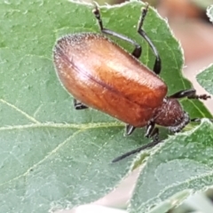 Ecnolagria grandis at Lyneham, ACT - 24 Feb 2021 09:27 AM