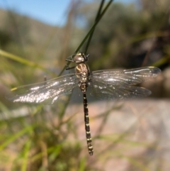 Austroaeschna unicornis at Namadgi National Park - 22 Feb 2021 03:28 PM