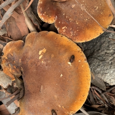 Laccocephalum sp. at Holt, ACT - 24 Feb 2021 by Eland