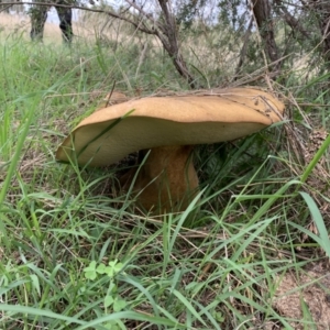 Phlebopus marginatus at Holt, ACT - 24 Feb 2021