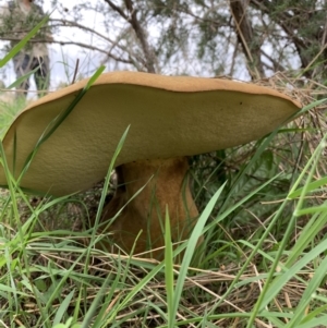 Phlebopus marginatus at Holt, ACT - 24 Feb 2021