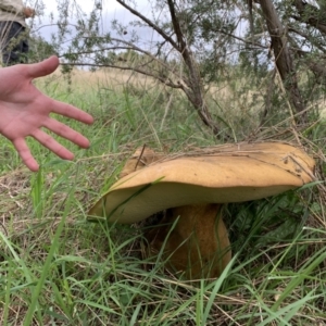 Phlebopus marginatus at Holt, ACT - 24 Feb 2021