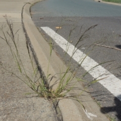 Eragrostis parviflora (Weeping Love Grass) at Conder, ACT - 22 Feb 2021 by michaelb