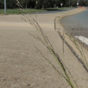 Eragrostis parviflora at Conder, ACT - 22 Feb 2021