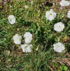 Petunia sp. at Queanbeyan West, NSW - 22 Feb 2021