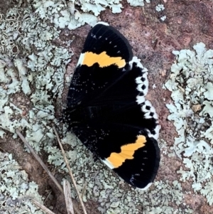 Eutrichopidia latinus at Holt, ACT - 24 Feb 2021