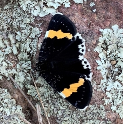Eutrichopidia latinus (Yellow-banded Day-moth) at Holt, ACT - 23 Feb 2021 by Eland