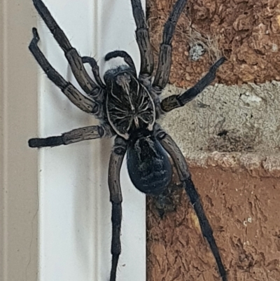 Tasmanicosa sp. (genus) (Unidentified Tasmanicosa wolf spider) at Queanbeyan West, NSW - 4 Jan 2021 by Speedsta