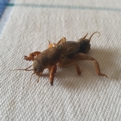 Gryllotalpa sp. (genus) (Mole Cricket) at Queanbeyan West, NSW - 30 Dec 2020 by Speedsta