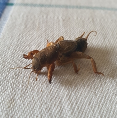 Gryllotalpa sp. (genus) (Mole Cricket) at Queanbeyan West, NSW - 30 Dec 2020 by Speedsta