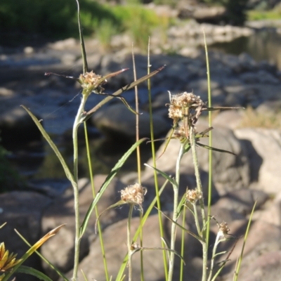 Euchiton involucratus (Star Cudweed) at Stromlo, ACT - 20 Jan 2021 by MichaelBedingfield