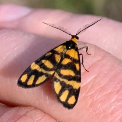 Asura lydia (Lydia Lichen Moth) at Holt, ACT - 23 Feb 2021 by Eland