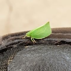 Siphanta acuta (Green planthopper, Torpedo bug) at Queanbeyan East, NSW - 29 Nov 2020 by Speedsta