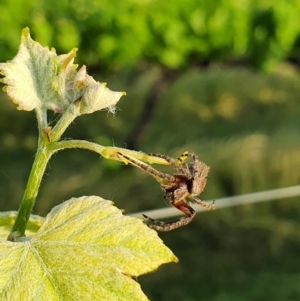 Araneinae (subfamily) at Murrumbateman, NSW - 11 Nov 2020