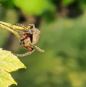 Araneinae (subfamily) at Murrumbateman, NSW - 11 Nov 2020